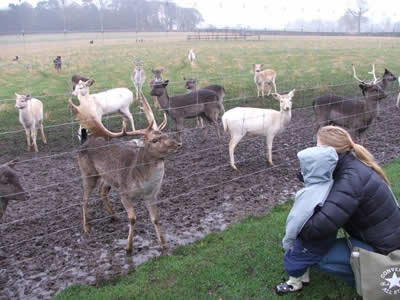 Scottish Deer Centre - (c) Rob Shephard 2007