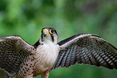 International Centre for Birds of Prey